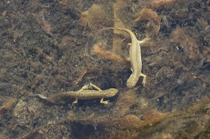 Smooth or Common newt (Lissotriton vulgaris) adult male and female amphibians in a pond, England, United Kingdom