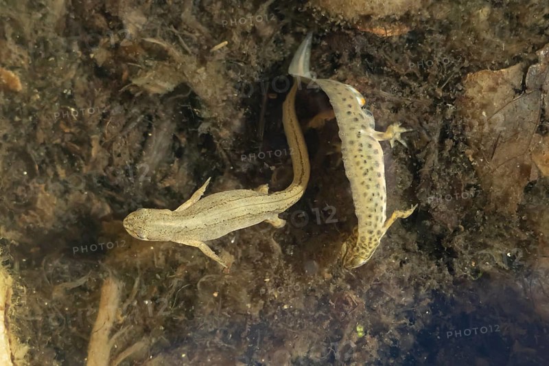 Smooth or Common newt (Lissotriton vulgaris) adult male amphibian displaying to a female in a pond, England, United Kingdom