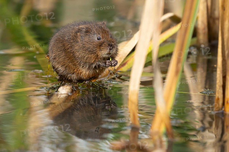 Water vole (Arvicola amphibius) adult animal feeding on pond weed in a lake, England, United Kingdom