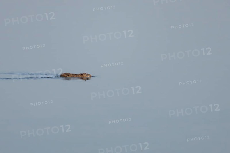 Brown rat (Rattus norvegicus) adult animal swimming on the water surface of a lake, England, United Kingdom