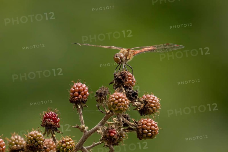Common darter dragonfly (Sympetrum striolatum) adult insect resting on a blackberries in summer, England, United Kingdom