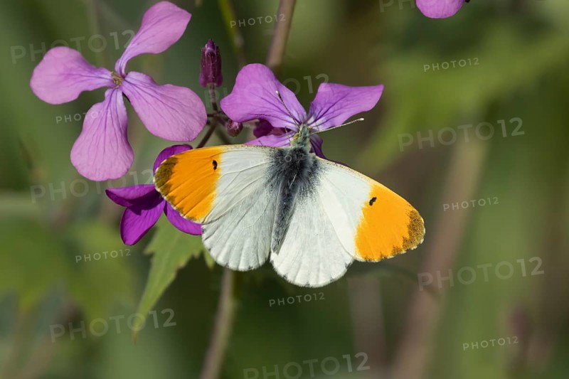 Orange tip butterfly (Anthocharis cardamines) adult male insect feeding on purple Honesty garden flowers in spring, England, United Kingdom