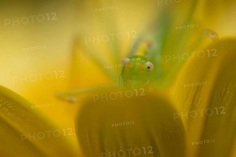 Oak bush cricket (Meconema thalassinum) adult insect resting on a yellow garden flower, England, United Kingdom