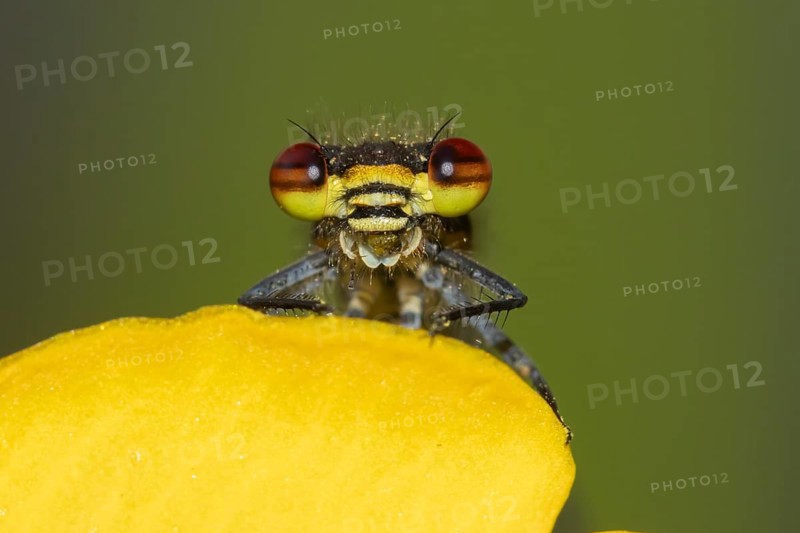 Large red damselfly (Pyrrhosoma nymphula) adult insect resting on a Kingcup yellow flower in a garden pond, England, United Kingdom