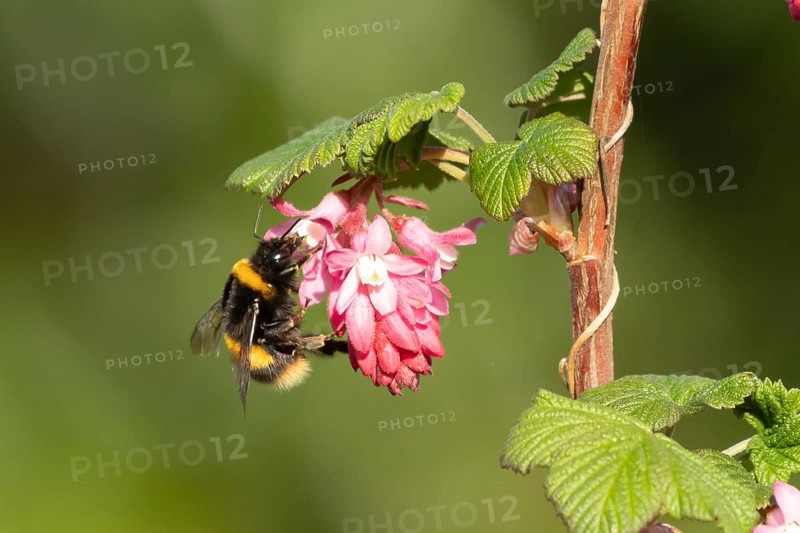 Buff tailed bumblebee (Bombus terrestris) adult bee insect feeding on Ribes King Edward VII flowering currant tree flowers in spring, England, United Kingdom