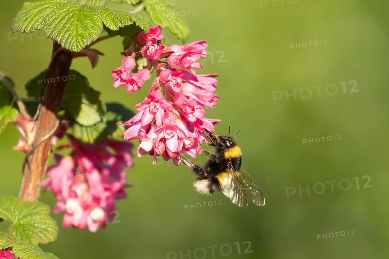 White tailed bumblebee (Bombus lucorum) adult bee insect feeding on Ribes King Edward VII flowering currant tree flowers in spring, England, United Kingdom