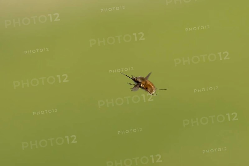 Bee fly (Bombylius major) adult insect flying, England, United Kingdom