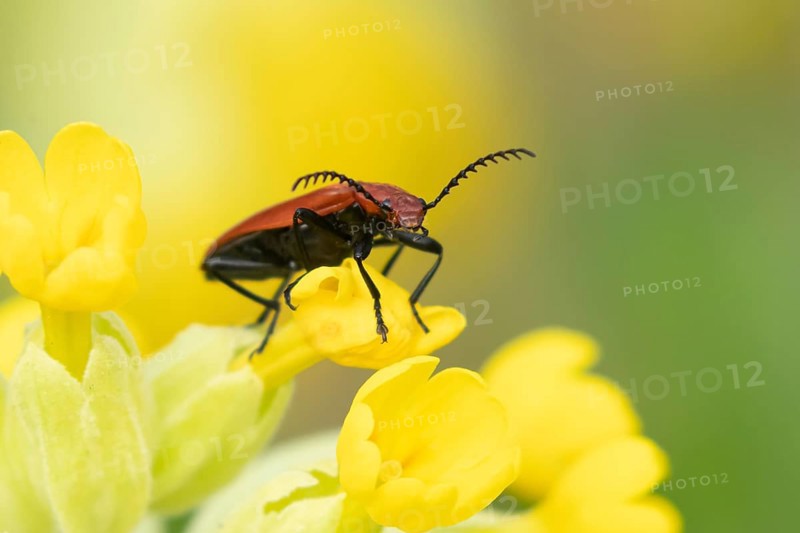 Common red soldier beetle (Rhagonycha fulva) adult insect on a Cowslip flower in spring, England, United Kingdom