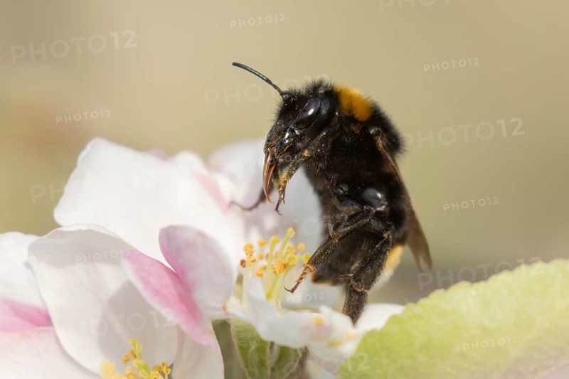 Buff tailed bumblebee (Bombus terrestris) adult bee insect feeding on apple tree blossom in spring, England, United Kingdom