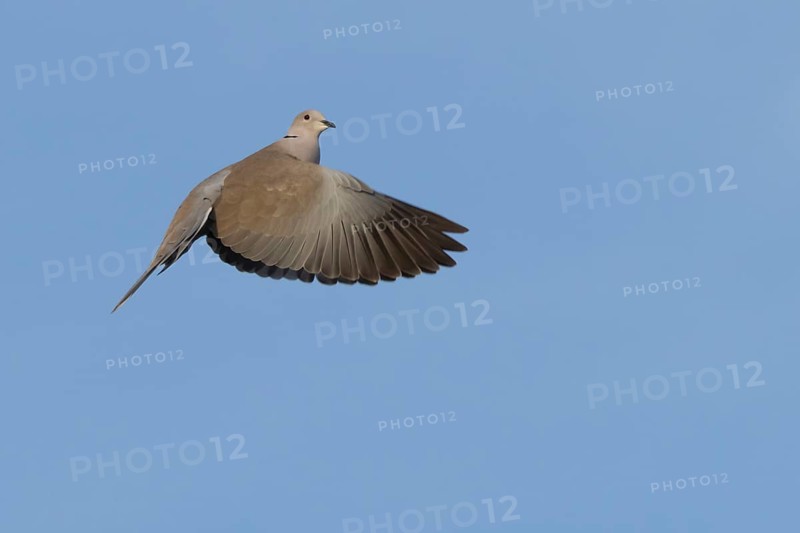 Collared dove (Streptopelia decaocto) adult bird in flight, England, United Kingdom