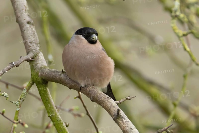 Eurasian bullfinch (Pyrrhula pyrrhula) adult female bird on a tree branch, England, United Kingdom