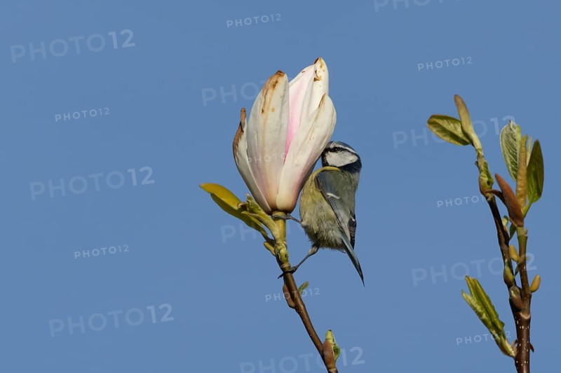 Blue tit (Cyanistes Caeruleus) adult bird feeding on a garden Magnolia tree flower in spring, England, United Kingdom