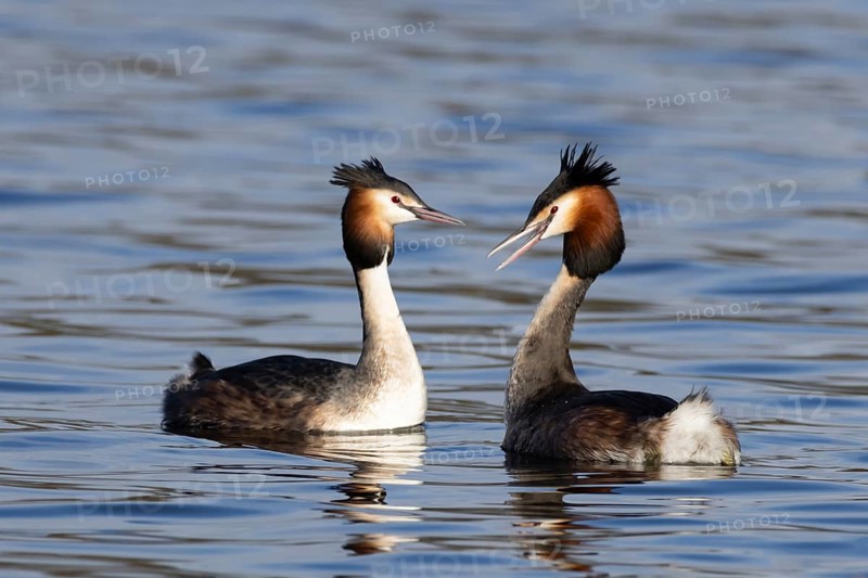 Great crested grebe (Podiceps cristatus) two adult birds on water of a lake performing their courtship love display in spring, England, United Kingdom