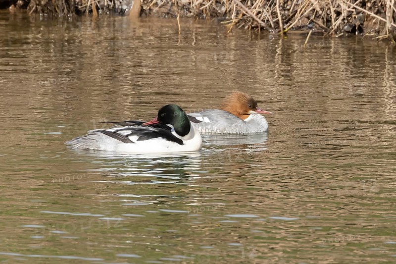 Goosander (Mergus merganser) adult male and female birds on water of a river, England, United Kingdom