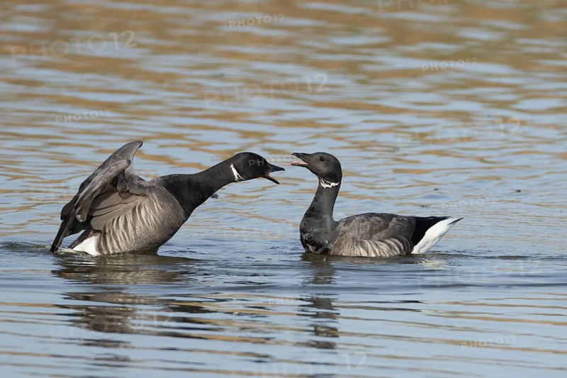 Brent goose (Branta bernicla) two adult geese birds calling or arguing on a lagoon, England, United Kingdom