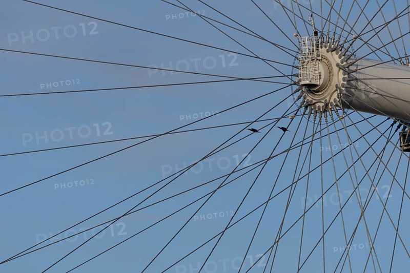 Great cormorant (Phalacrocorax carbo) two adult birds flying pass the spokes of the London Eye, England, United Kingdom
