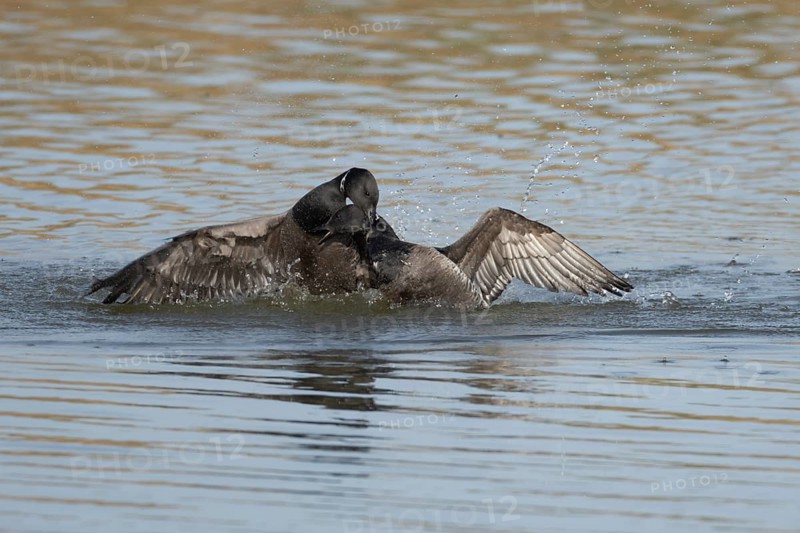 Brent goose (Branta bernicla) two adult geese birds fighting on a lagoon, England, United Kingdom