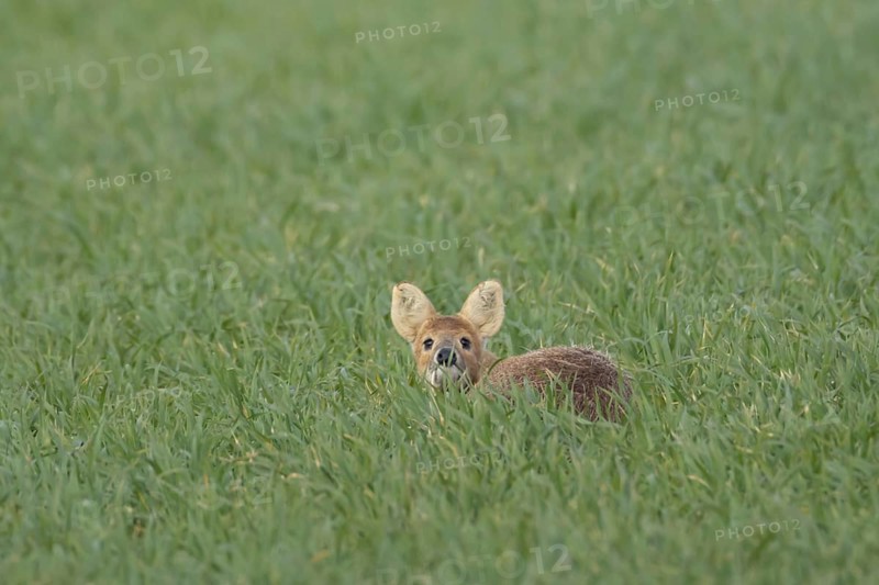 Chinese water deer (Hydropotes inermis) adult animal sitting in a farmland cereal field, England, United Kingdom