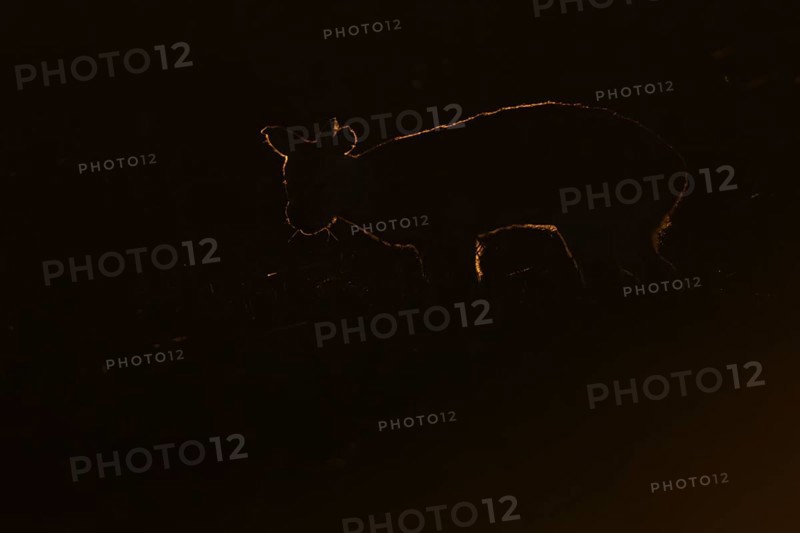 Chinese water deer (Hydropotes inermis) silhouette of an adult animal backlite in a fenland field at sunset, England, United Kingdom