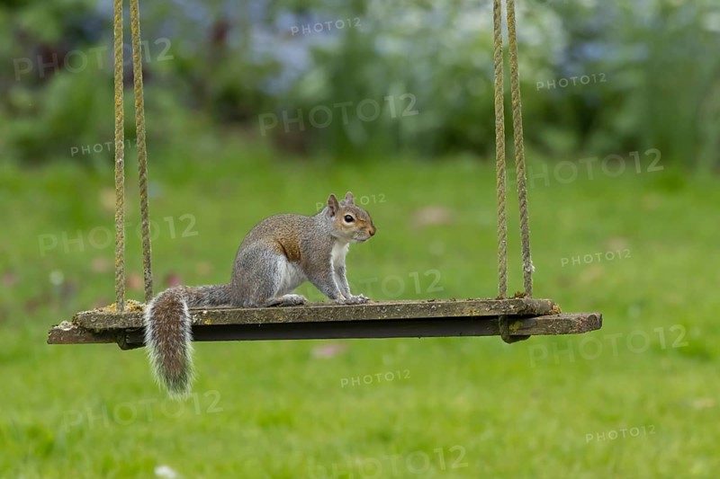 Grey squirrel (Sciurus carolinensis) adult animal on a garden swing, England, United Kingdom