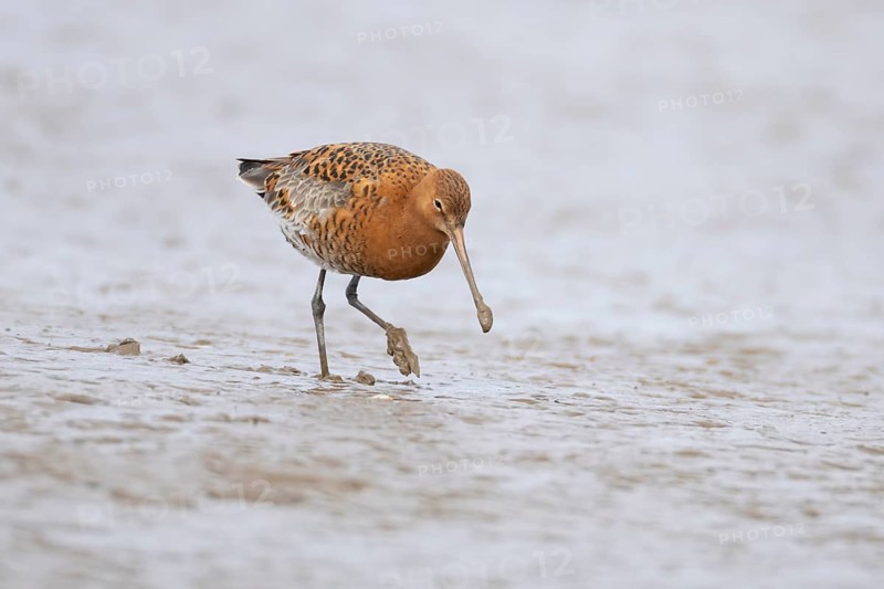 Black tailed godwit (Limosa limosa) adult male wading bird in summer plumage walking on a coastal mudflat, England, United Kingdom