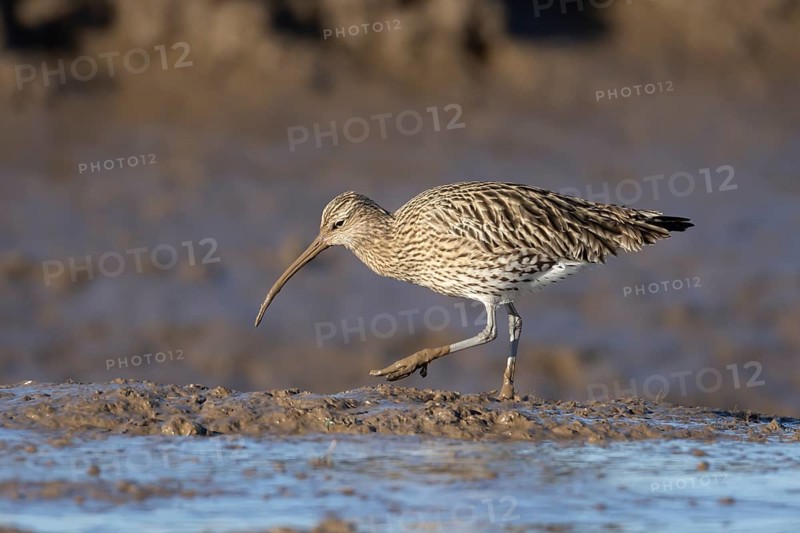 Eurasian curlew (Numenius arquata) adult wading bird walking on a mudflat, England, United Kingdom