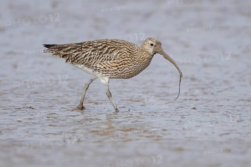 Eurasian curlew (Numenius arquata) adult wading bird with a lugworm for food in its beak on a mudflat, England, United Kingdom