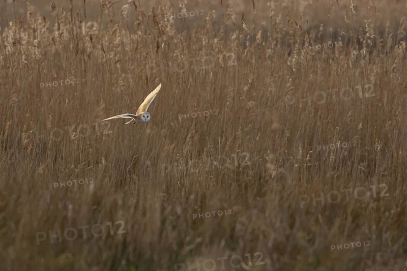Barn owl (Tyto alba) adult bird in flight hunting over marshland, England, United Kingdom