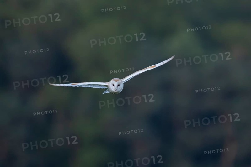 Barn owl (Tyto alba) adult bird flying, England, United Kingdom