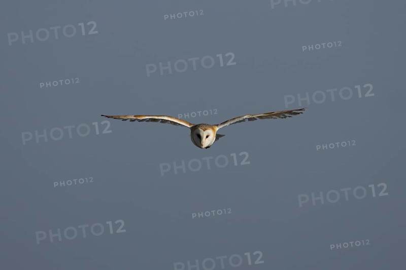 Barn owl (Tyto alba) adult bird in flight, England, United Kingdom
