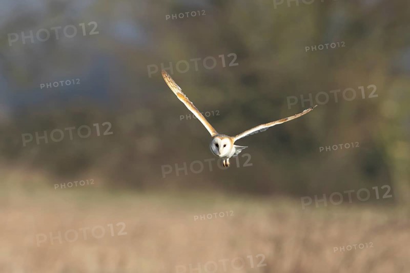 Barn owl (Tyto alba) adult bird in flight hunting over a farmland field, England, United Kingdom