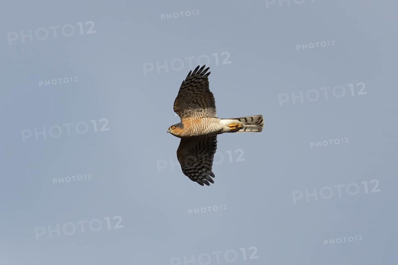 Eurasian sparrowhawk (Accipiter nisus) adult male bird of prey flying, England, United Kingdom