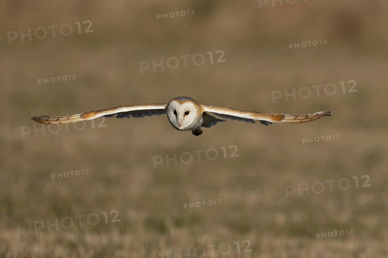 Barn owl (Tyto alba) adult bird in flight over a farmland field, England, United Kingdom