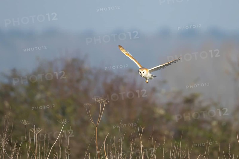 Barn owl (Tyto alba) adult bird in flight hunting in the countryside, England, United Kingdom