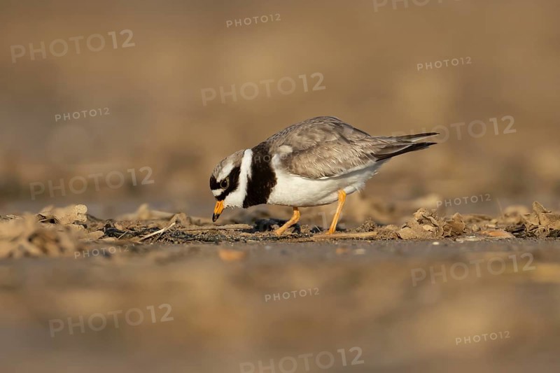 Ringed plover (Charadrius hiaticula) adult wading bird feeding on a beach, England, United Kingdom