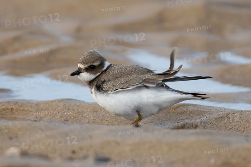 Ringed plover (Charadrius hiaticula) juvenile wading bird on a beach, England, United Kingdom