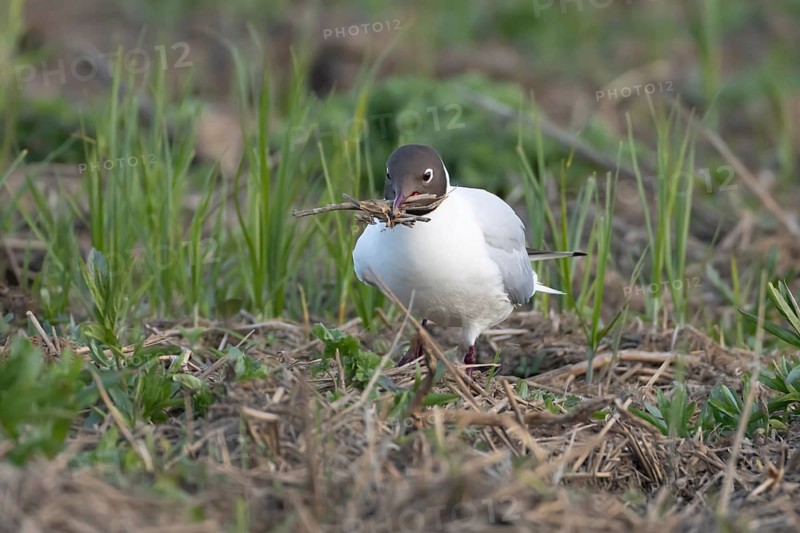 Black headed gull (Chroicocephalus ridibundus) adult bird collecting twigs for nesting material in the spring, England, United Kingdom