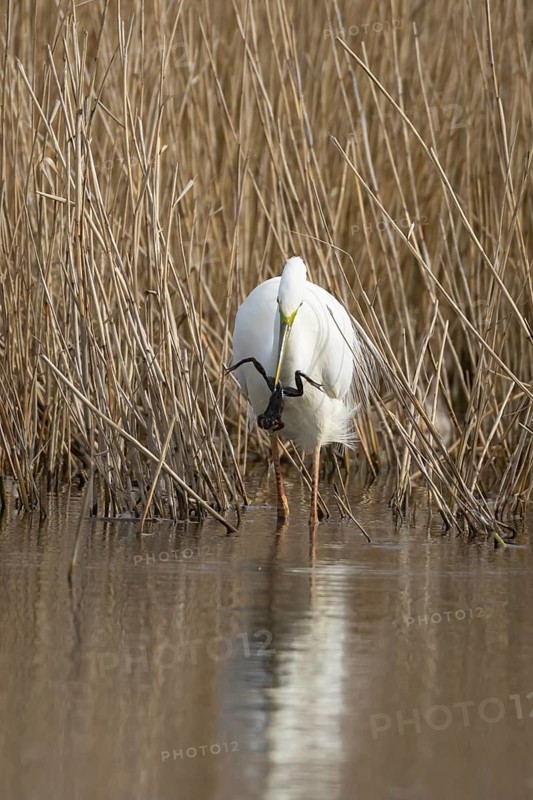 Great white egret (Ardea alba) adult bird in water on the edge of a reedbed with a frog for food in its beak in spring, England, United Kingdom