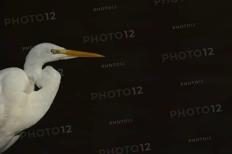 Great white egret (Ardea alba) adult bird portrait, England, United Kingdom