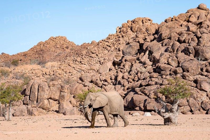 African elephant (Loxodonta africana), desert elephant, near the Hoanib River, Damaraland, Kunene region, Namibia
