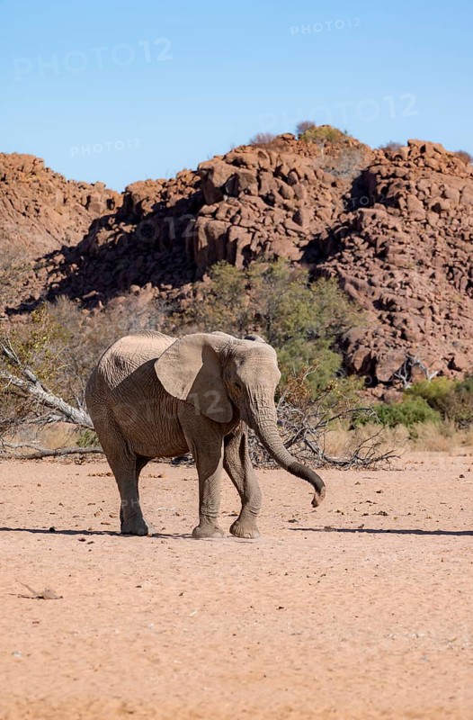 African elephant (Loxodonta africana), desert elephant, near the Ugab River, Damaraland, Kunene region, Namibia