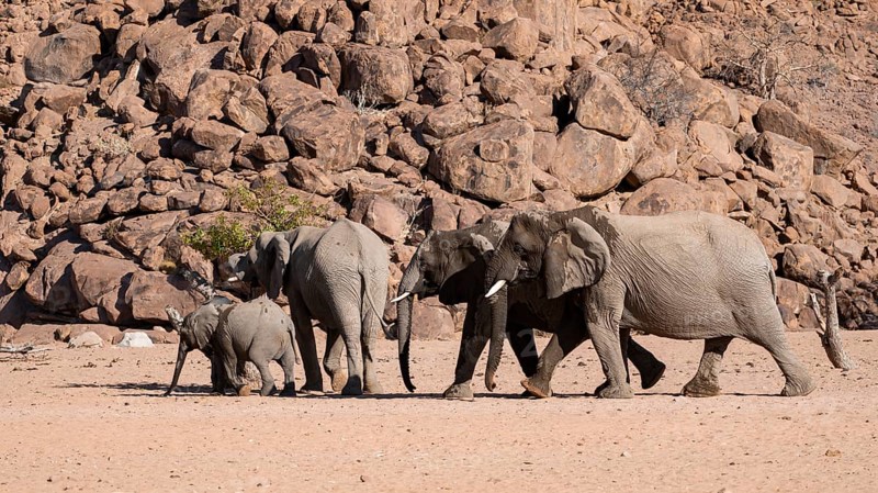 Herd of elephants with young, African elephant (Loxodonta africana), desert elephant, near the Hoanib river, Damaraland, Kunene region, Namibia