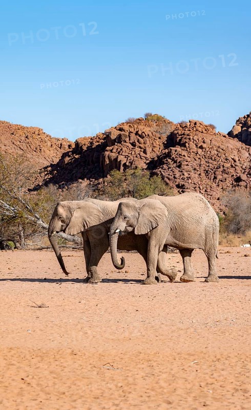 Two African elephants (Loxodonta africana), desert elephant, near the Ugab River, Damaraland, Kunene region, Namibia
