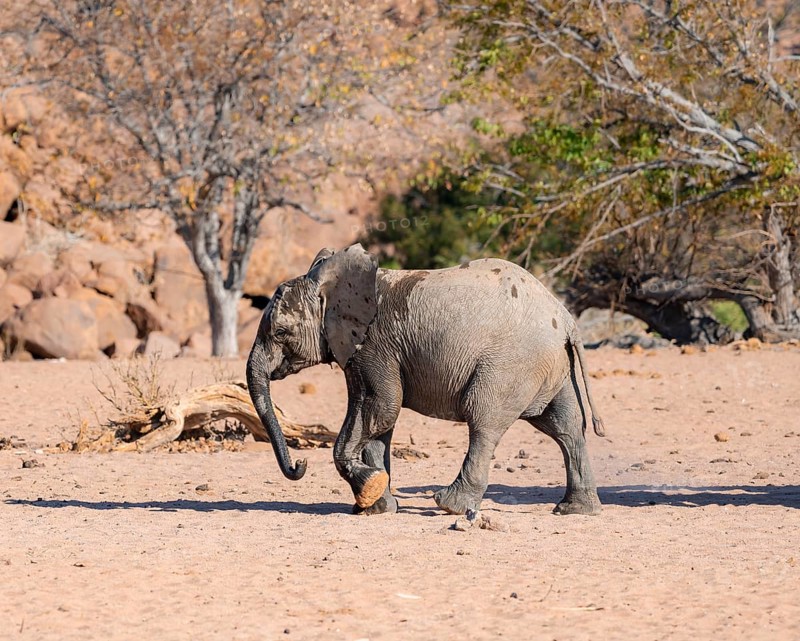 Juvenile African elephant (Loxodonta africana), desert elephant, near the Hoanib River, Damaraland, Kunene region, Namibia