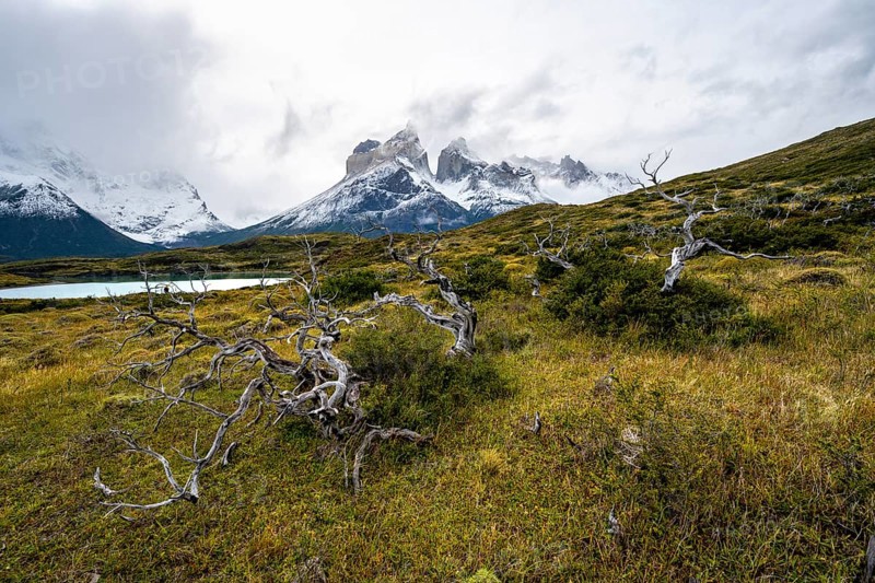 Enchanted dead trees, Cuernos del Paine mountain range in autumn, Torres del Paine National Park, Magallanes region, Chile