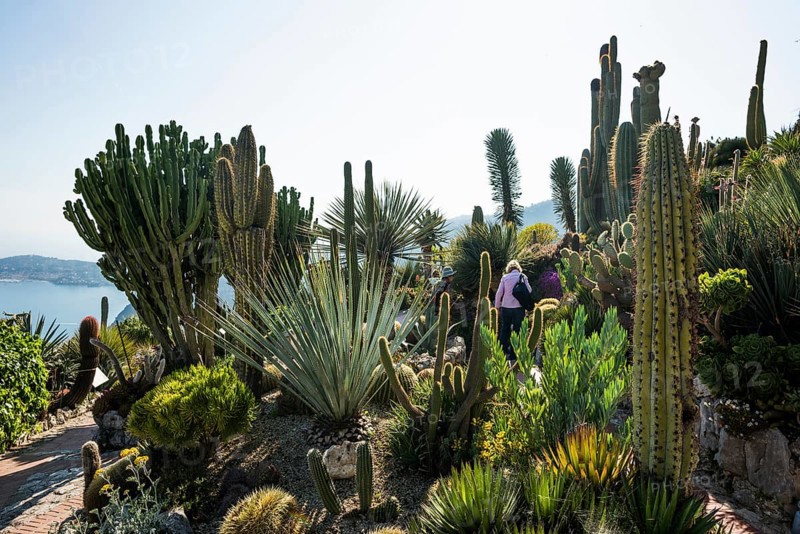 Cacti, Jardin Exotique, Èze, Cote d'Azur, Alpes-Maritimes, Provence-Alpes-Cote-d'Azur, South of France, France