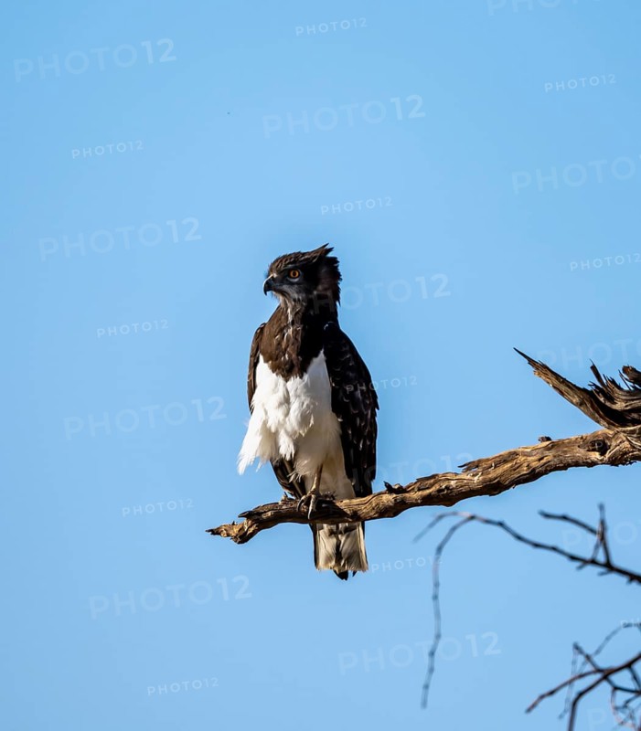Black-breasted Snake Eagle (Circaetus pectoralis), perched on a branch against a blue sky, Erongo, Damaraland, Namibia