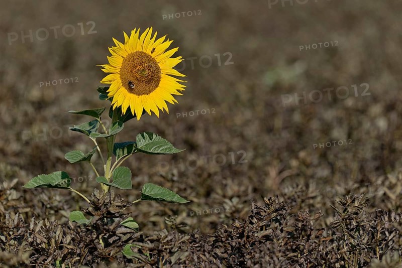 Single sunflower (Helianthus annuus) in bloom in a field of ripe field beans (Vicia faba), North Rhine-Westphalia, Germany