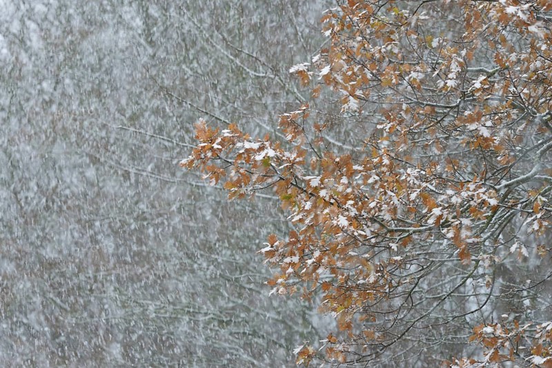 Oak (Quercus) with autumn leaves in dense snowfall, snow drift, North Sea, Norddeich, Lower Saxony, Germany