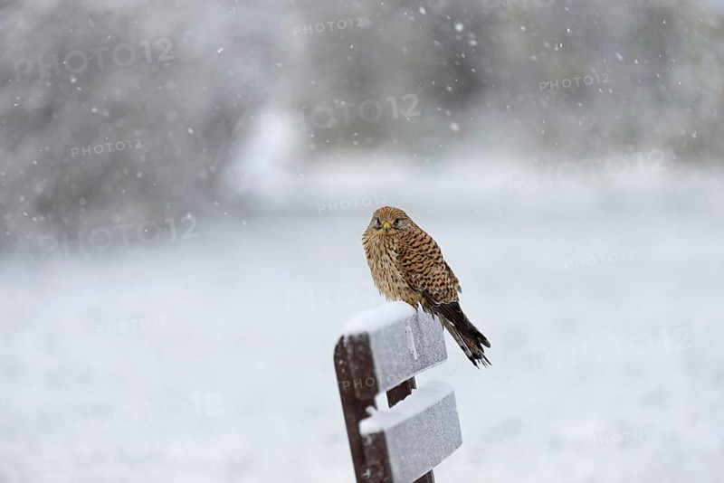 Kestrel (Falco tinnunculus), female using a park bench as a lookout during heavy snowfall, North Sea, Norddeich, Lower Saxony, Germany